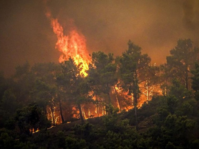 Ketika Hutan Menjadi Lautan Api: 7 Kebakaran Hutan Terparah dalam Sejarah